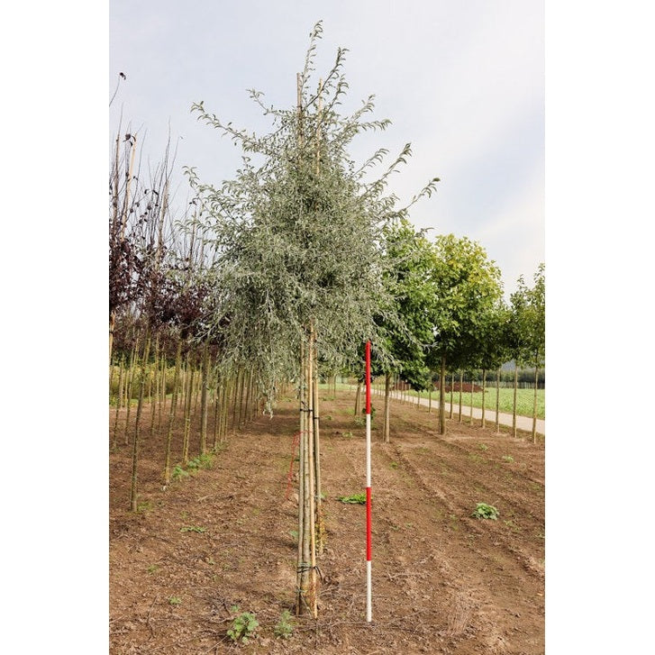 Silverpäron - Pyrus salicifolia 'Pendula' 12-14 225ST